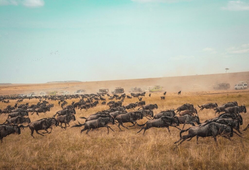 Honeymooners enjoying Maasai Mara safari during wildebeest migration