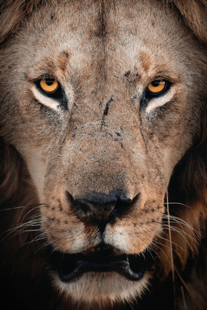 Big Cats of the Maasai Mara