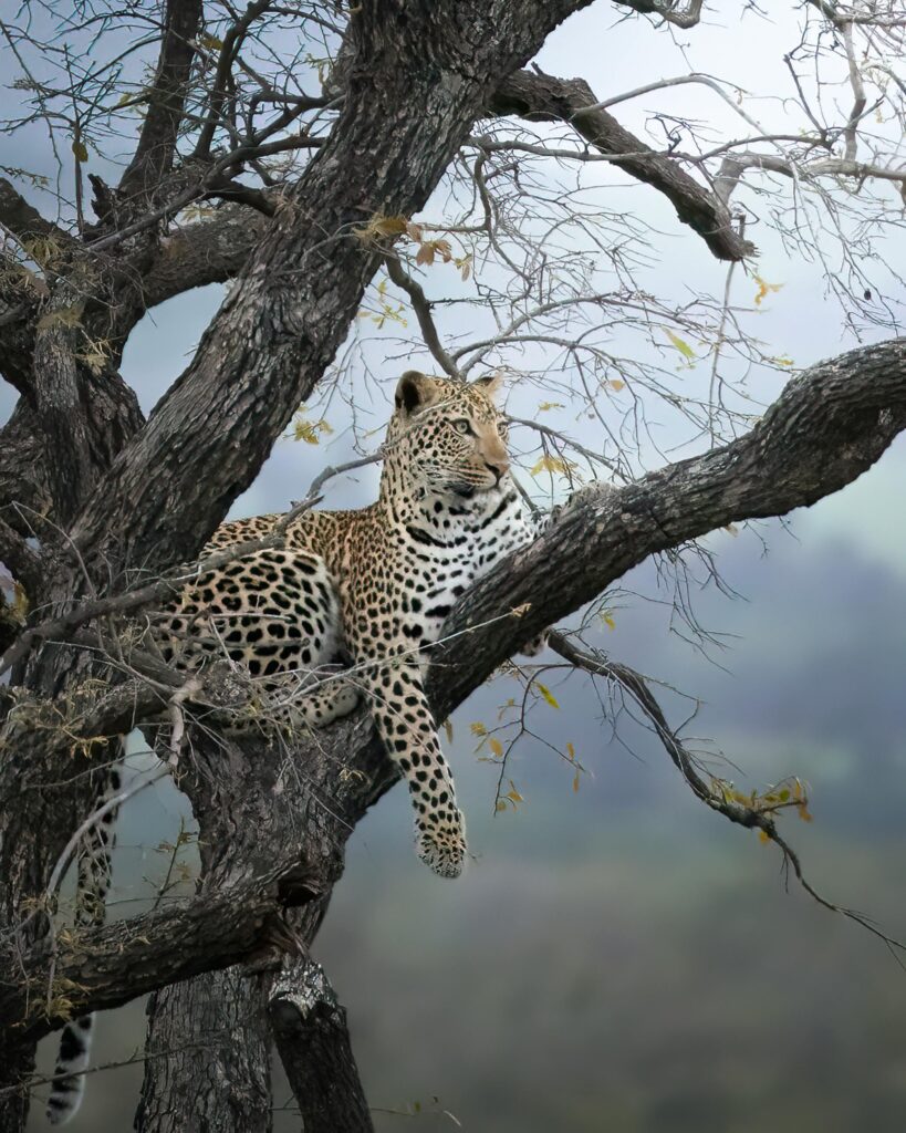 Leopards in Maasai Mara