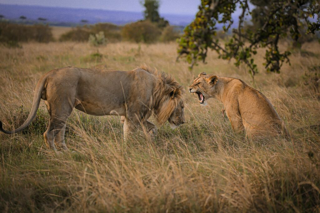 Lions in Maasai Mara